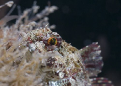 Long spined scorpion fish. North Wales. D200, 60mm. by Derek Haslam 